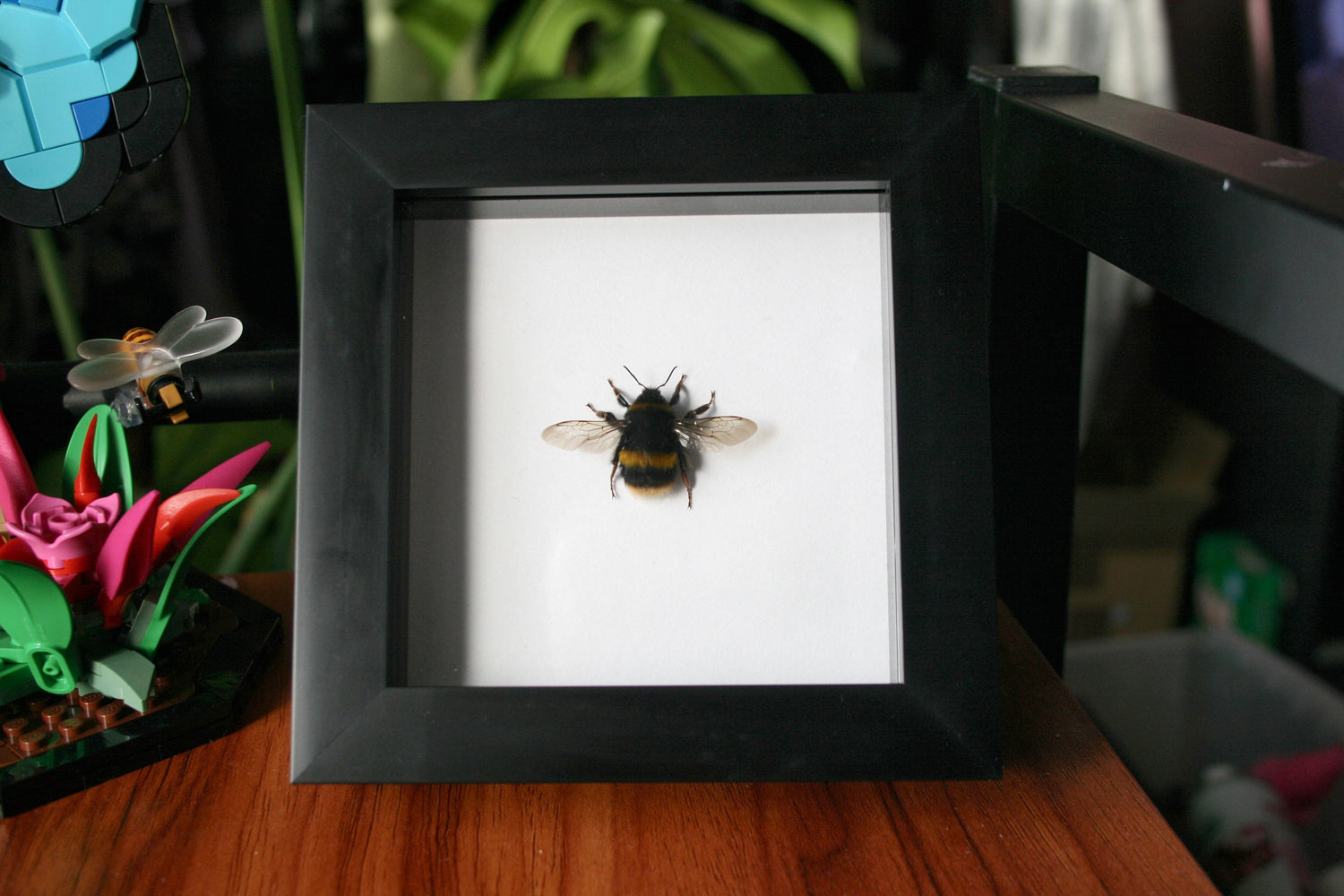 Framed Insects