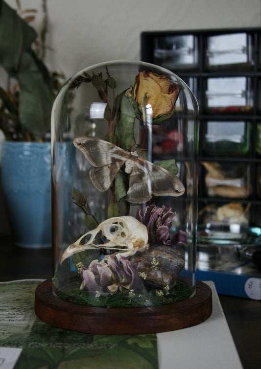 Study III