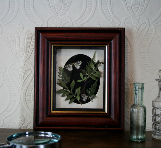 magpie moth frame