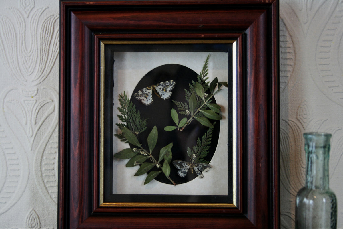 magpie moth frame