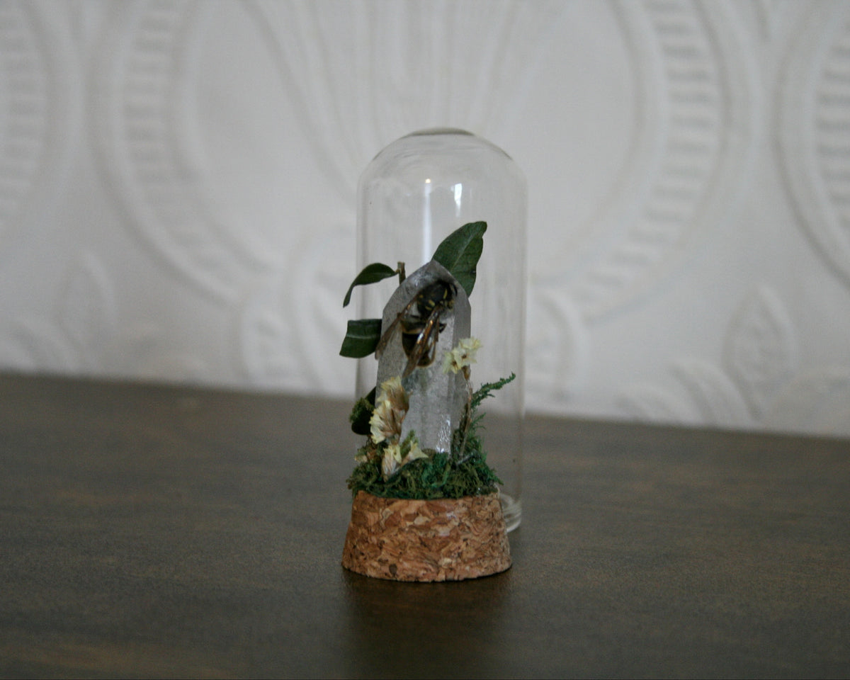 Mixed oddity mini domes