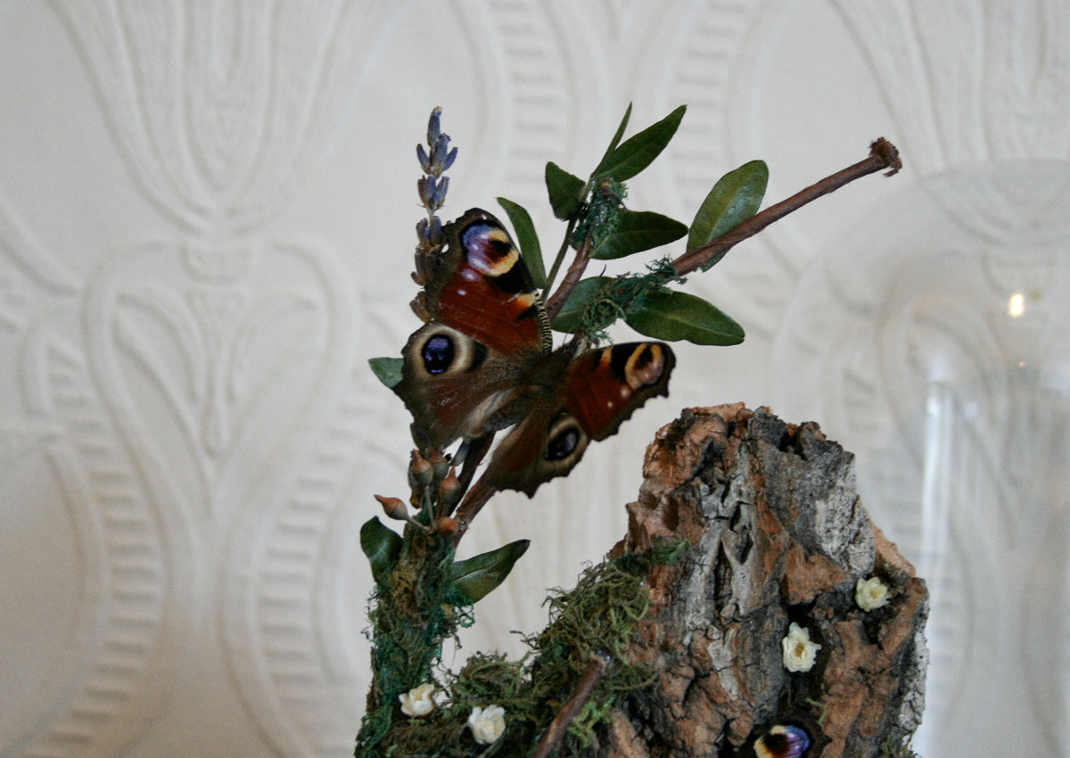 peacock butterflies
